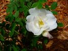 Morden Snowbeauty rose photo