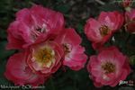 Matchpoint rose photo