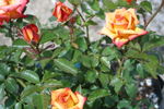 Solar Flair rose photo