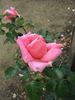 Lady Woodward rose photo