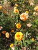 Persian Peach rose photo