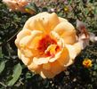 Persian Peach rose photo