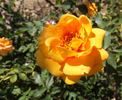 Persian Peach rose photo