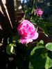 Duchess of Sutherland rose photo