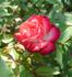 Picotee rose photo