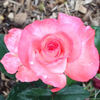 Odd Fellows' Bicentennial rose photo