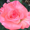Odd Fellows' Bicentennial rose photo