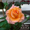 Tea Time rose photo
