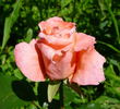 Silberzauber rose photo