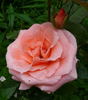 Silberzauber rose photo