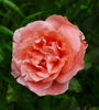 Silberzauber rose photo