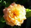 King Arthur rose photo