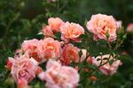 Deloitte rose photo