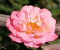 Deloitte rose photo