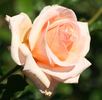 Anne Lorentz rose photo