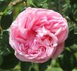Comtesse de Leusse rose photo