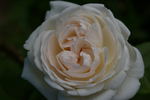 Boule de Neige rose photo