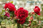 Roundelay, Cl. rose photo