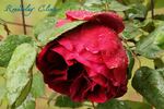 Roundelay, Cl. rose photo