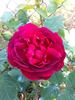 Triomphe de l'Exposition rose photo