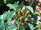 Jean Bodin rose photo