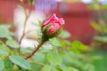 Mood Music rose photo