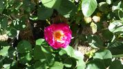 Romayne rose photo
