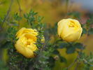Double Yellow rose photo