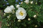 Double Cream rose photo