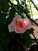 Sayokyoku rose photo