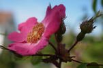 Pracht-Hagebuttenrose rose photo