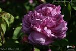 Alfieri rose photo
