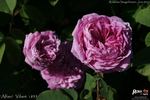 Alfieri rose photo