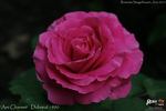 Ami Charmet rose photo