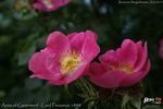 Anne of Geierstein rose photo