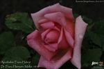 Apotheker Franz Hahne rose photo