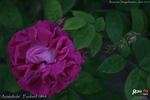 Aristobule rose photo