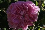 Bacchante rose photo
