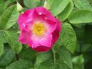 Alexander 95 rose photo