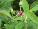 Alexander 95 rose photo