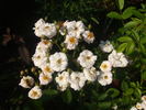 Baba Kay rose photo