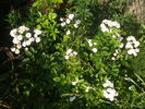 Baba Kay rose photo