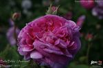 Belle Biblis rose photo
