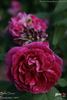 Belle Doria rose photo