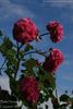 Belle Herminie rose photo