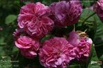 Belle Herminie rose photo