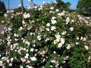 Duchesse de Grammont rose photo
