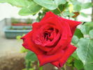 Netsujo rose photo