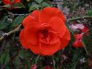 Bischofsstadt Paderborn ® rose photo