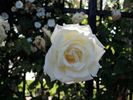 Kaiserin Auguste Viktoria, Cl. rose photo